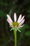 Tennessee purple coneflower